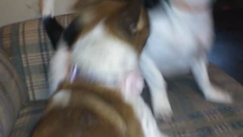 Border collie dachshund mix and chihuahua play fighting
