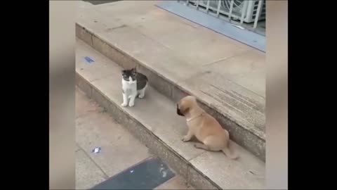 Funny Cat Playing