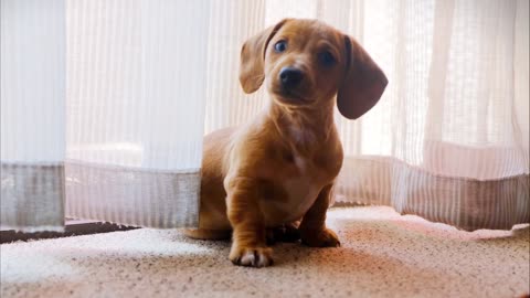 CUTE PUPPY STARING AT CAMERA IN WONDER