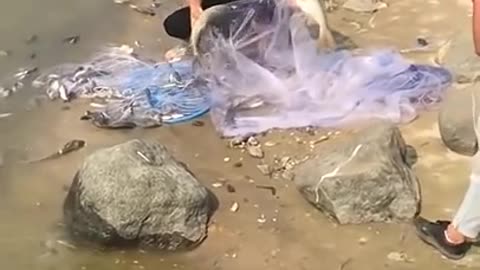 Amazing Asian Cast Net Fishing 🐟 | Amazing Fishing Techniques 🐟