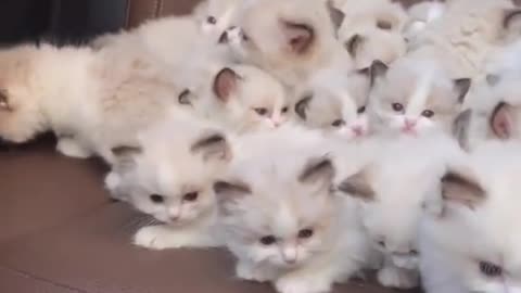 12345678 a cute cats