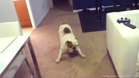 English Bulldog is a little unsure about new vacuum cleaner