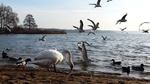 Swans between birds