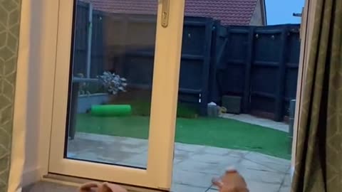fast rabbit runs around the yard
