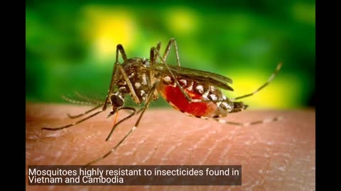 Mosquitoes highly resistant to insecticides found in Vietnam and Cambodia.