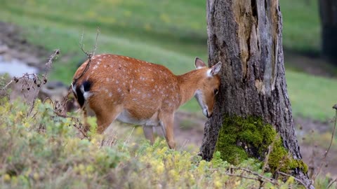 deer-tree-fallow-deer-forest