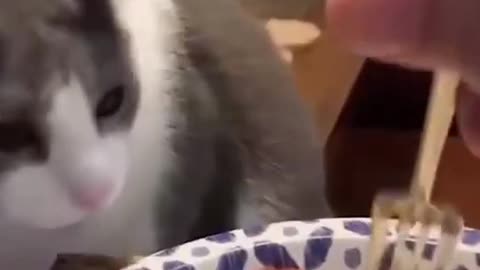Funny cute cat reactions