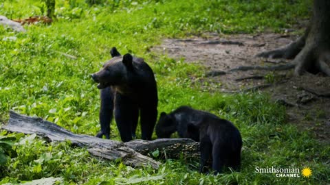 A Female Bear Tries to Fend off an Aggressive Male Bear 🐻 Carpathian Predators Smithsonian Channel