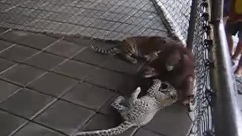 Monkeys and tigers fighting