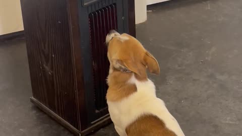 Chilly Pup Sits Up Against Heater