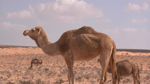 Camels were quite enough to get all family on one shoot