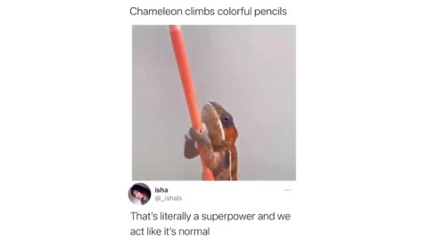 Color-Changing Chameleon's Pencil Adventure!