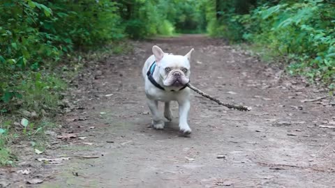 Toronto French Bulldog Stud Astro