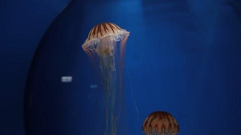 Fact about jellyfish.