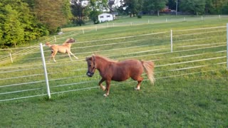 Breeze and Scarlett running 101