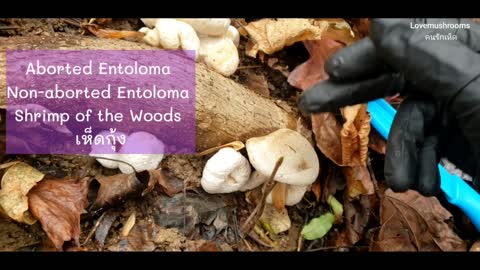 Aborted Entoloma and Non-aborted Entoloma, Shrimp of the Woods เห็ดกุ้ง