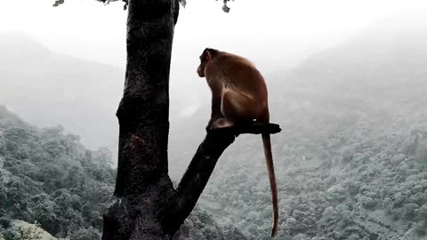 A lonely monkey sitting in a broken branch of the tree.