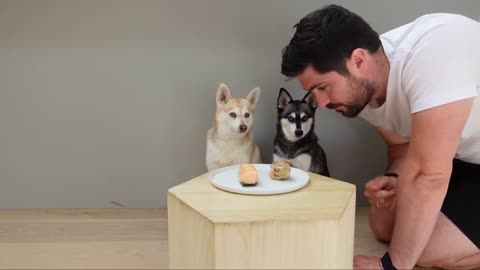 Mini Huskies Left Alone With Chicken and Salmon - Will They Eat It?? | Alaskan Klee Kai