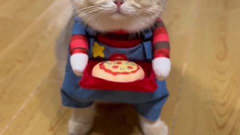 Funny cats pizza Enjoy