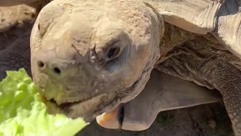 So sweet and gentle 🐢♥️