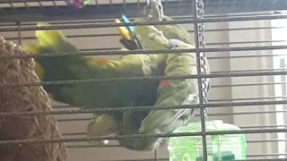 Parrot Ivy playing with her toys