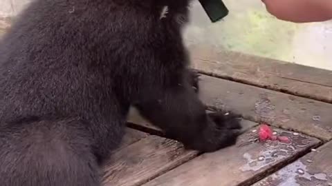 Three-month-old black bear cub eats watermelon
