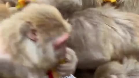 Crazy 🤪 Monkey 🙊 #funniest videos