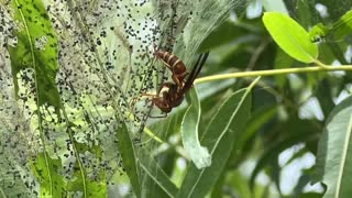 WASPS HUNTING