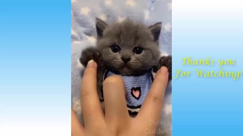 Cute and funny Cat's Life 👯😺 Cats and Owners are the best friends Videos