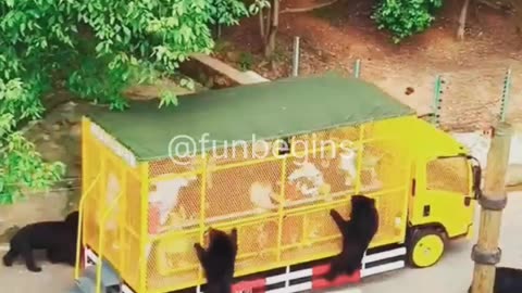 Bear Army Attacks Bus Full of Tourists, But What Happens Next Will Shock You!