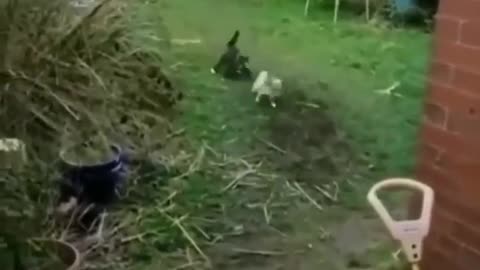 Hilarious Animal Antics: A Rollercoaster of Laughter!