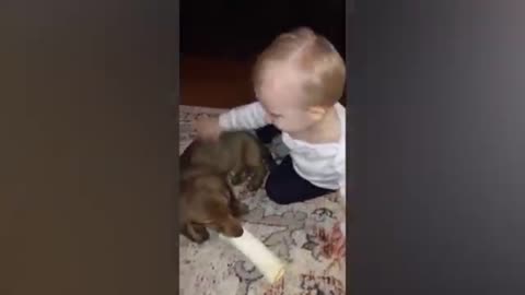 Funny dog and babies together 😂😂