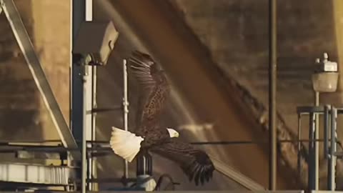 Eagle attack viral video...