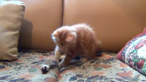 Little Kitten Playing His Toy Mouse