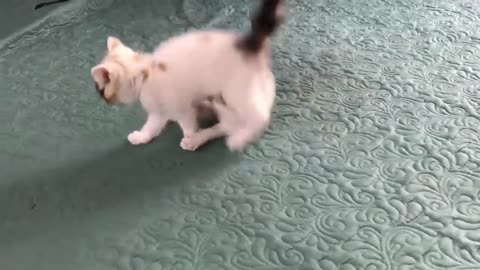 CUTE and FUNNY Munchkin Cats!