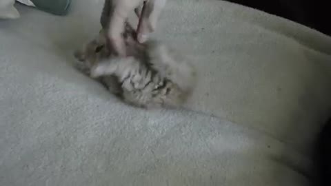 Cute kitten plays with the air around her paws