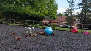 Dachshund Pack Plays With Giant Ball