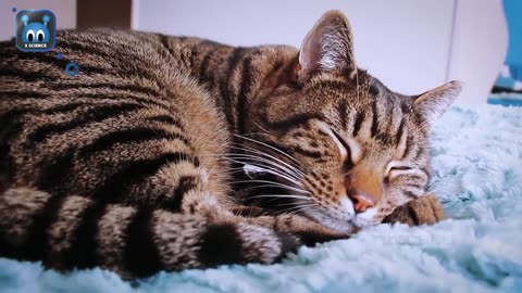 7 Fakta Moggy Cat , Hewan Peliharaan Paling Populer di Dunia