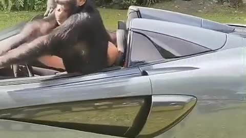 COOL MONKEY'S DRIVING LUXURY CAR.mp4