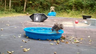 Owl Taking a Bath is Happy and Noisy