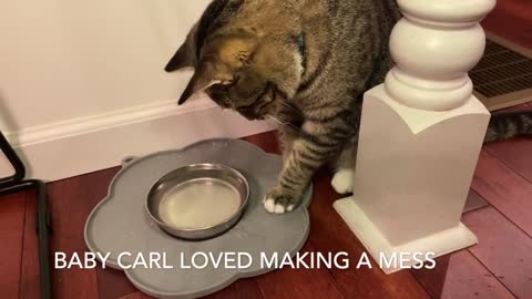 Carl figuring out what's in his water bowl and trying to get it out.