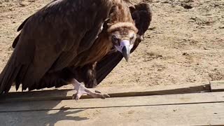 Vulture Chases After Visitor