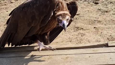 Vulture Chases After Visitor