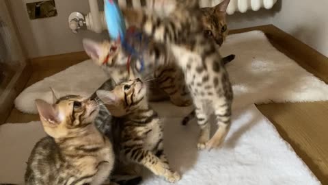 Bengal Kittens Love Playing Games With Owner