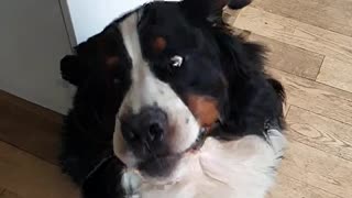 Bernese Mountain Dog tries to catch a treat