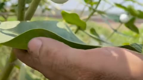 egg tree plant egg tree fruit egg tree real or fake