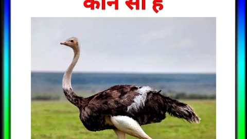 विश्व का सबसे बड़ा पक्षी कौन सा हैं