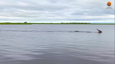 Buck Swims for its Life from Crocodile