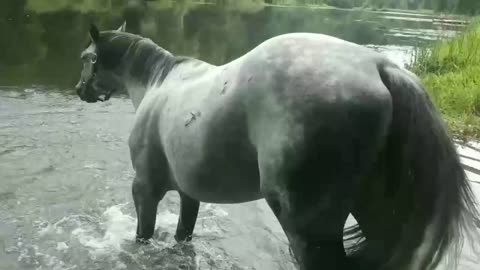 Horse is played in the water