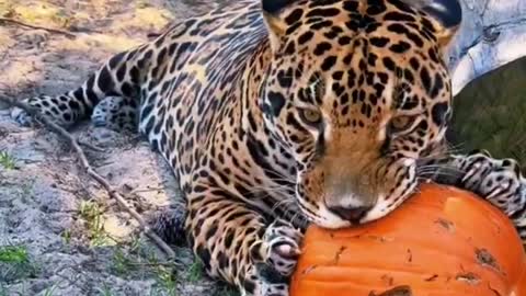 Jaguar Enjoying His Delicious Halloween Pumpkin